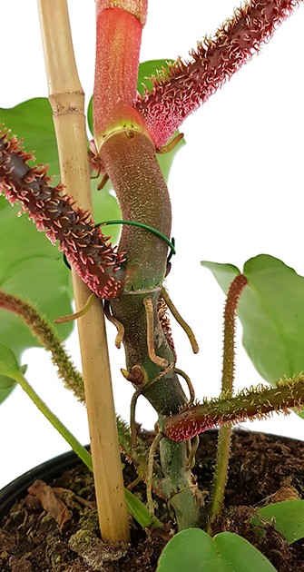 Philodendron Squamiferum - Baumfreund