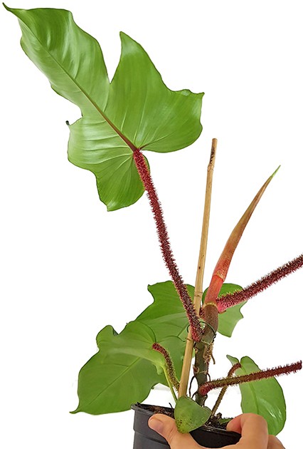 Philodendron Squamiferum - Baumfreund