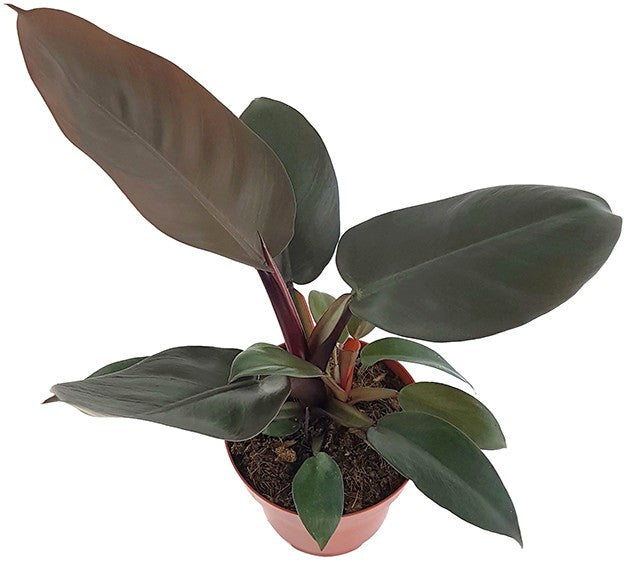 Philodendron "Black Cardinal" - Baumfreund