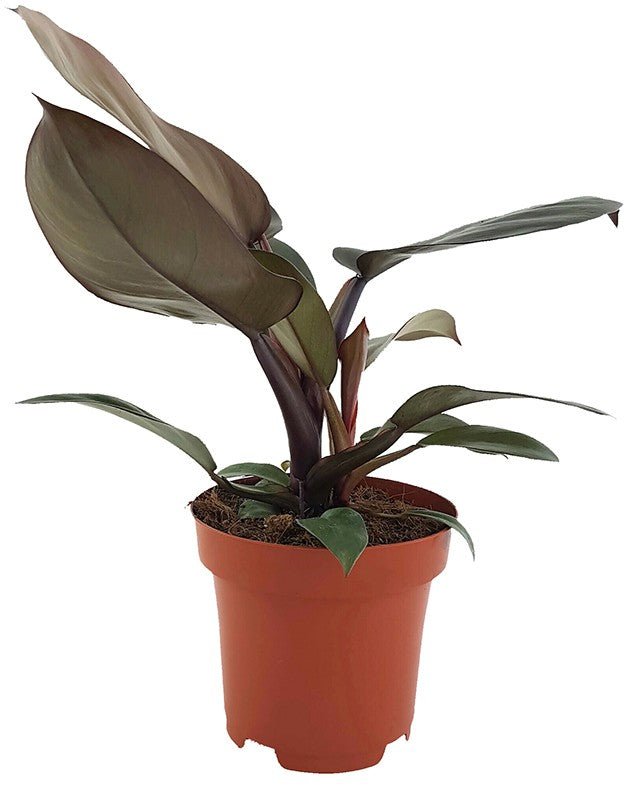 Philodendron "Black Cardinal" - Baumfreund