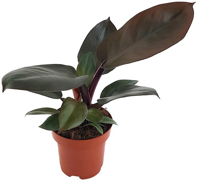 Philodendron "Black Cardinal" - Baumfreund
