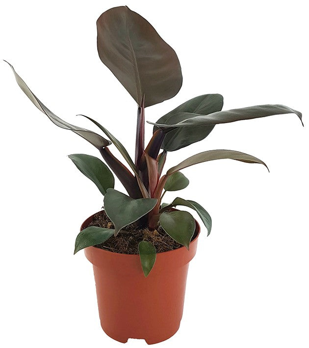 Philodendron "Black Cardinal" - Baumfreund