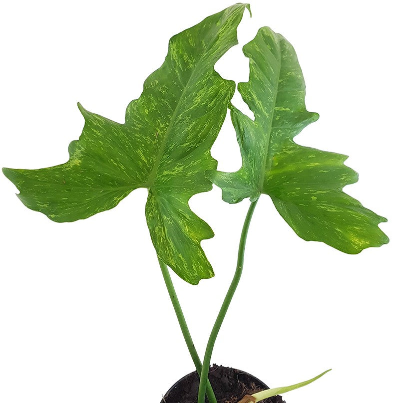 camouflage philodendron Philodendron Camouflage
