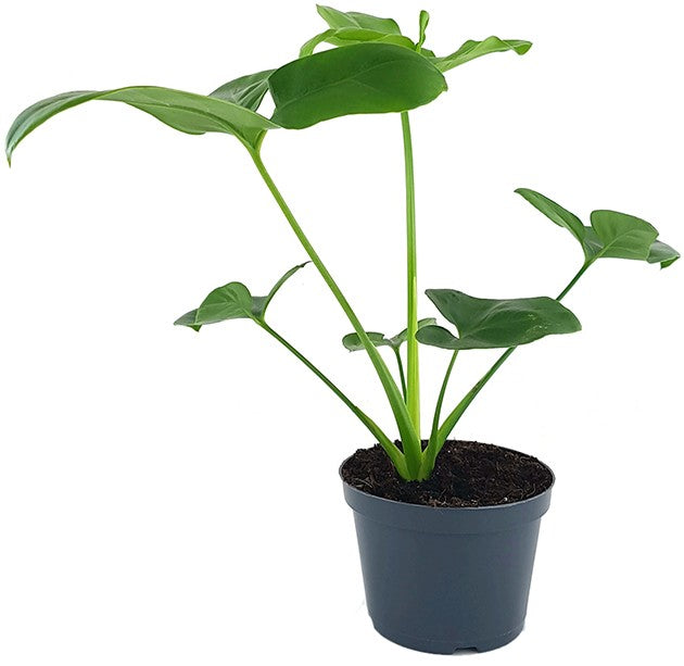 Philodendron "Green Wonder" - Baumfreund