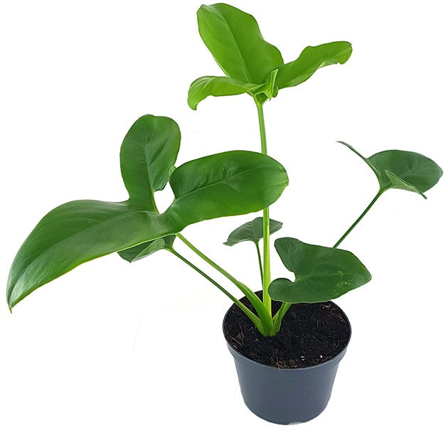 philodendron green wonder Philodendron "Green Wonder"