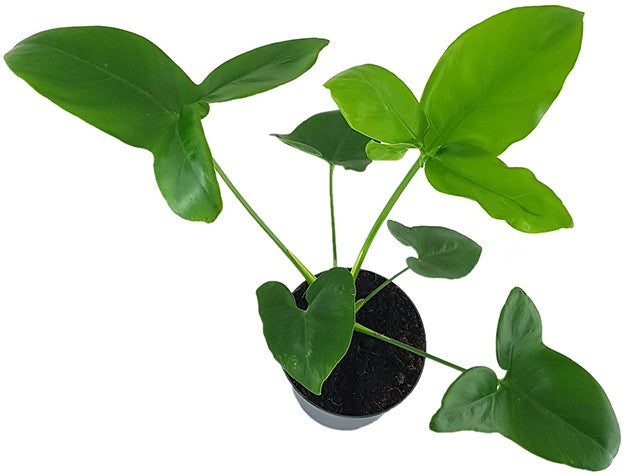 Philodendron "Green Wonder" - Baumfreund