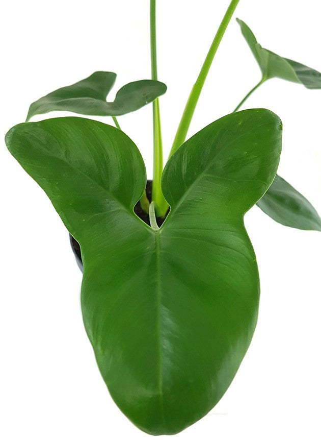 Philodendron "Green Wonder" - Baumfreund