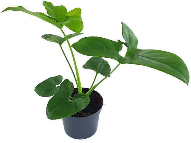 Philodendron "Green Wonder" - Baumfreund