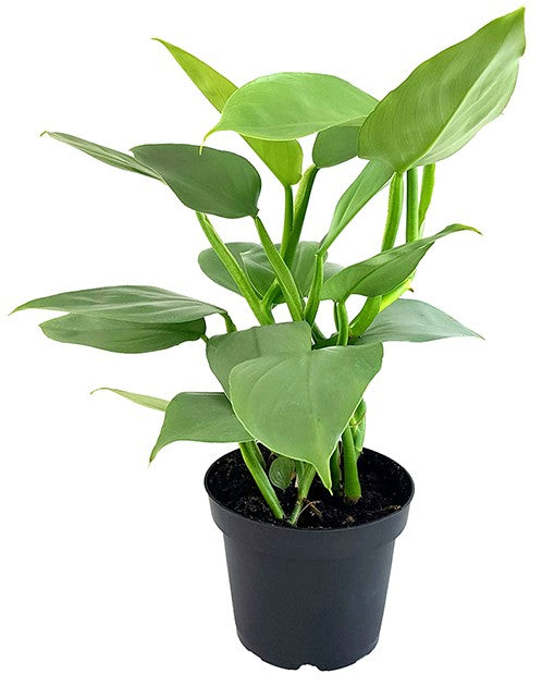 Philodendron "Grey Sticks" - schmuckvoller Baumfreund