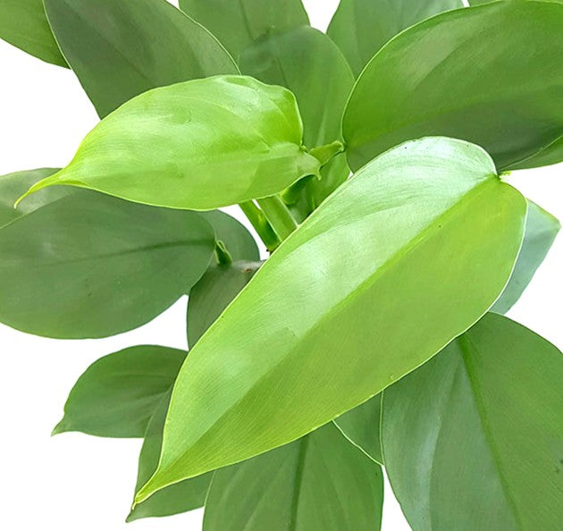 Philodendron "Grey Sticks" - schmuckvoller Baumfreund
