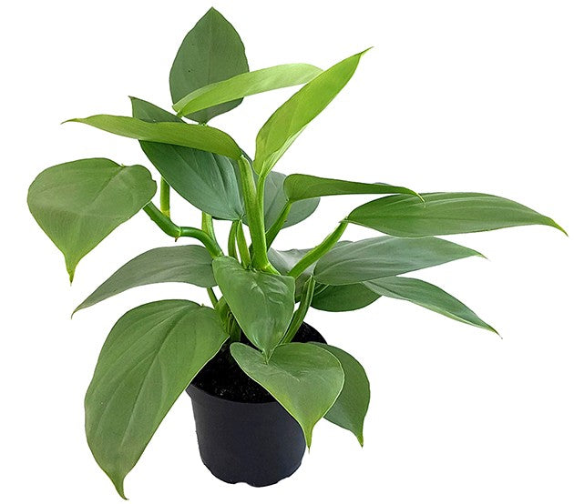 Philodendron "Grey Sticks" - schmuckvoller Baumfreund