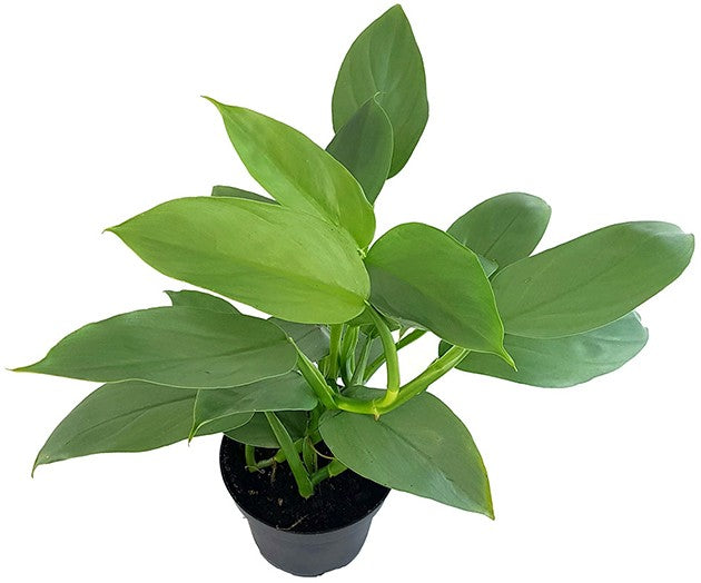 Philodendron "Grey Sticks" - schmuckvoller Baumfreund