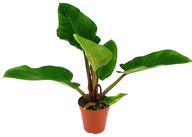 Philodendron "melinonii" - großer Baumfreund