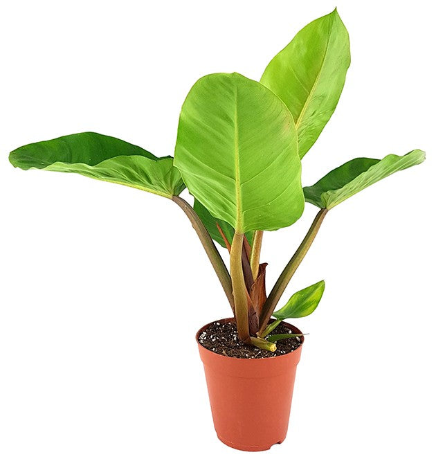 Philodendron "melinonii" - großer Baumfreund