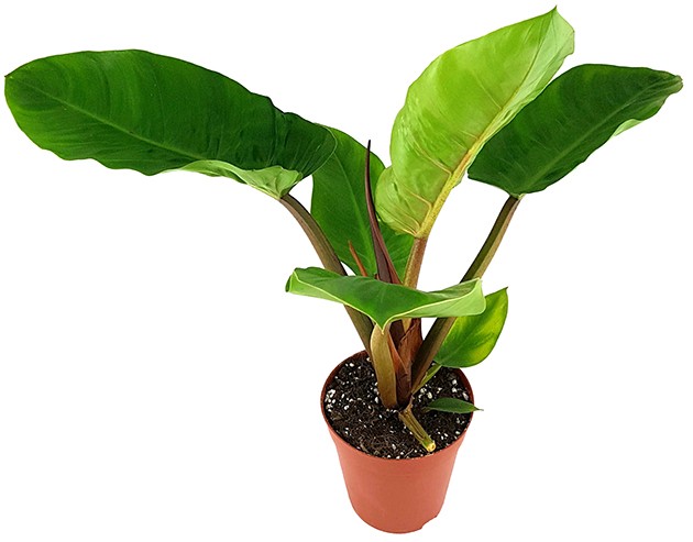Philodendron "melinonii" - großer Baumfreund