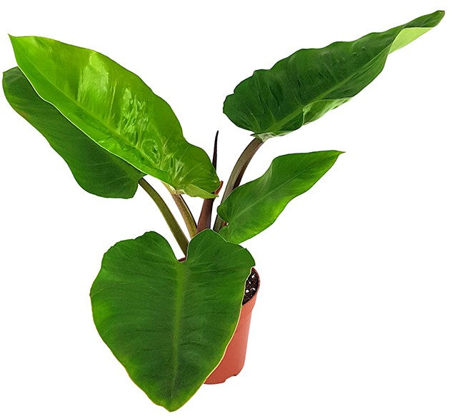 Philodendron "melinonii" - großer Baumfreund