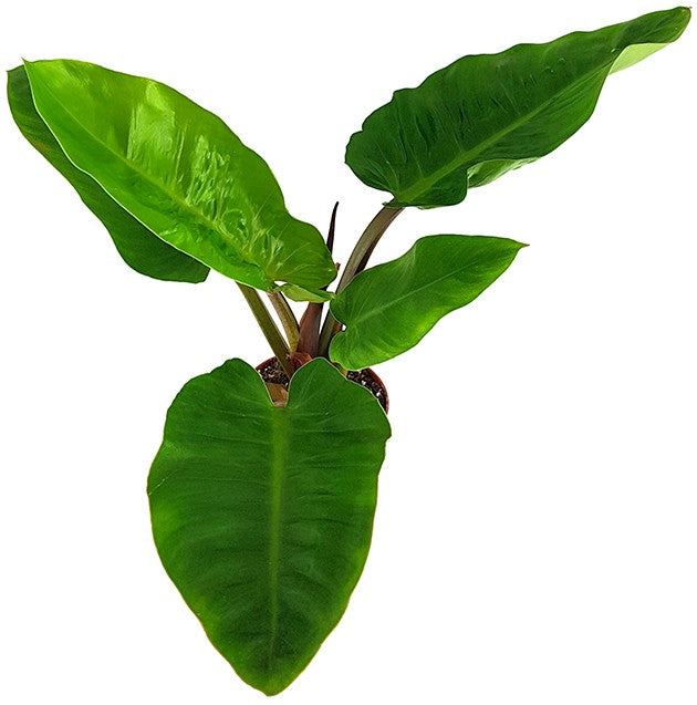Philodendron "melinonii" - großer Baumfreund