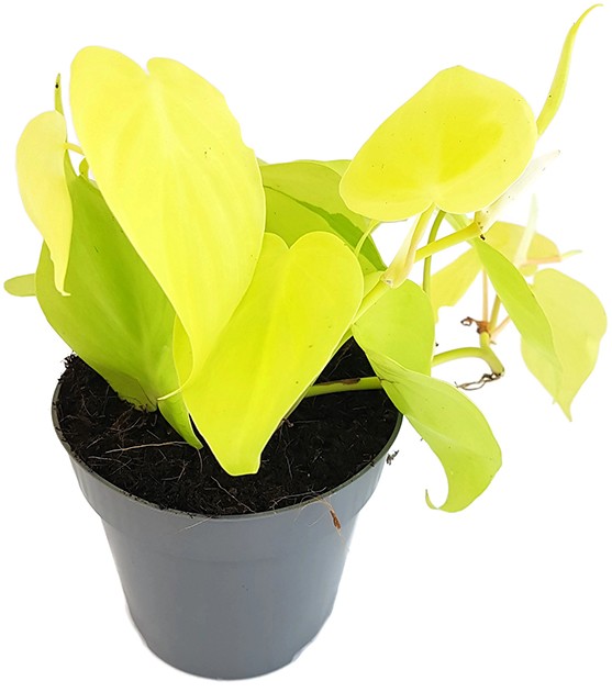 Philodendron micans "Lime" - spritziger Baumfreund