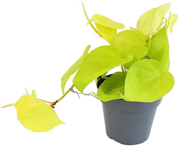 Philodendron micans "Lime" - spritziger Baumfreund
