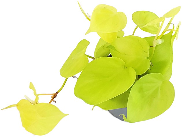 Philodendron micans "Lime" - spritziger Baumfreund
