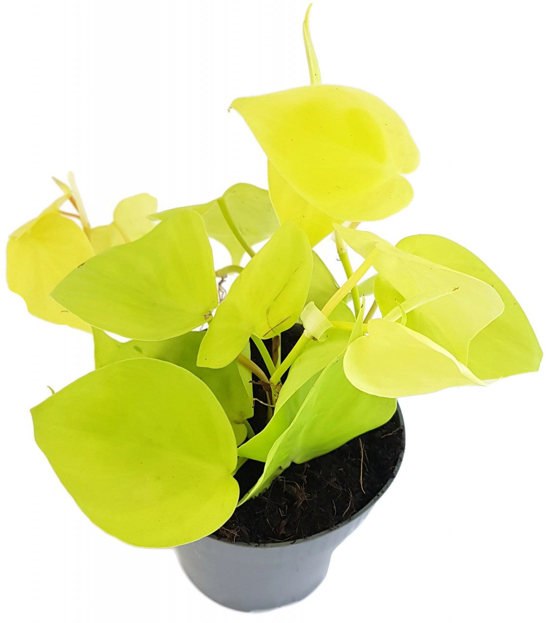 Philodendron micans "Lime" - spritziger Baumfreund