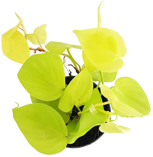 Philodendron micans "Lime" - spritziger Baumfreund