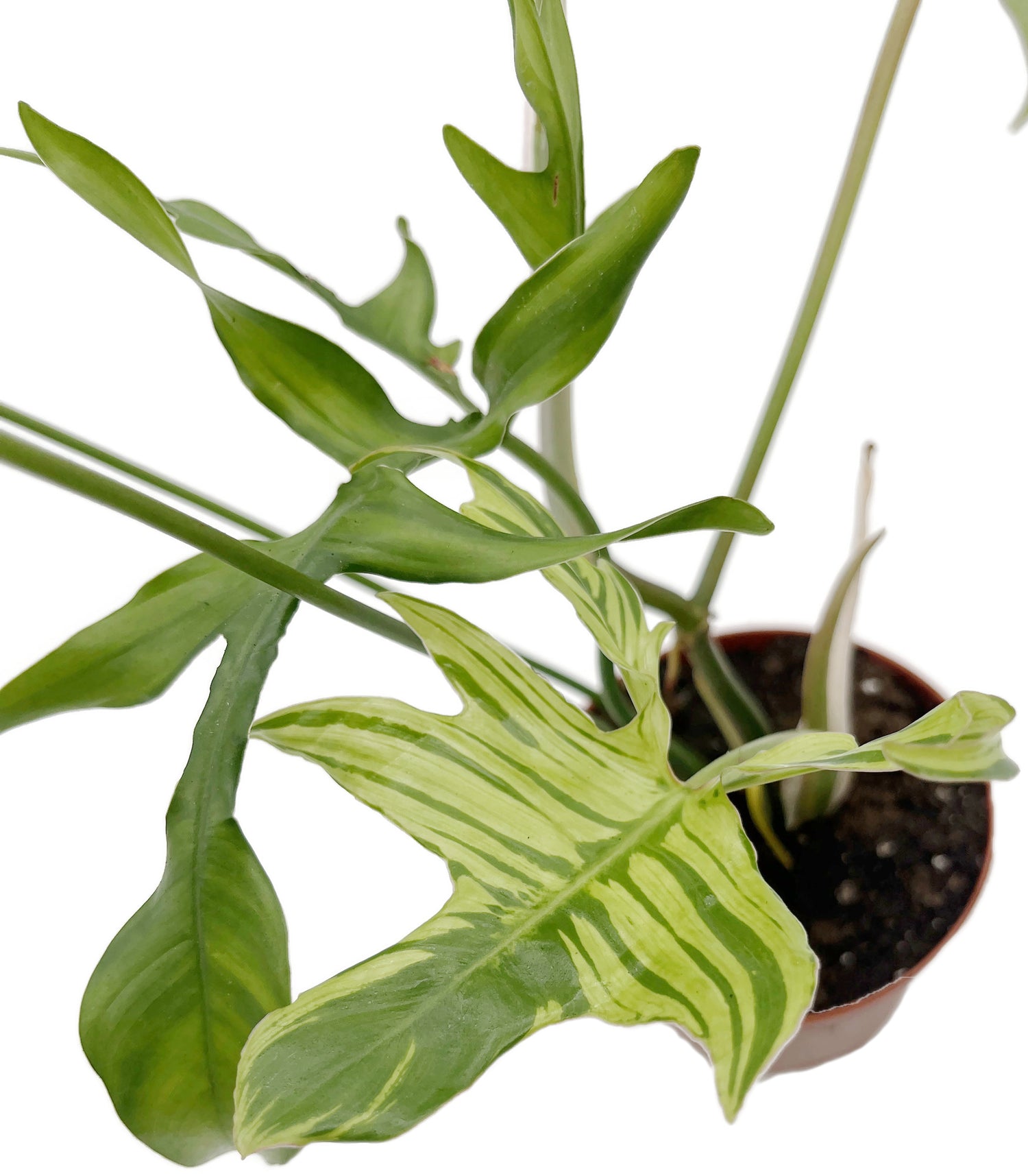 Philodendron selloum - Baum-Philodendron