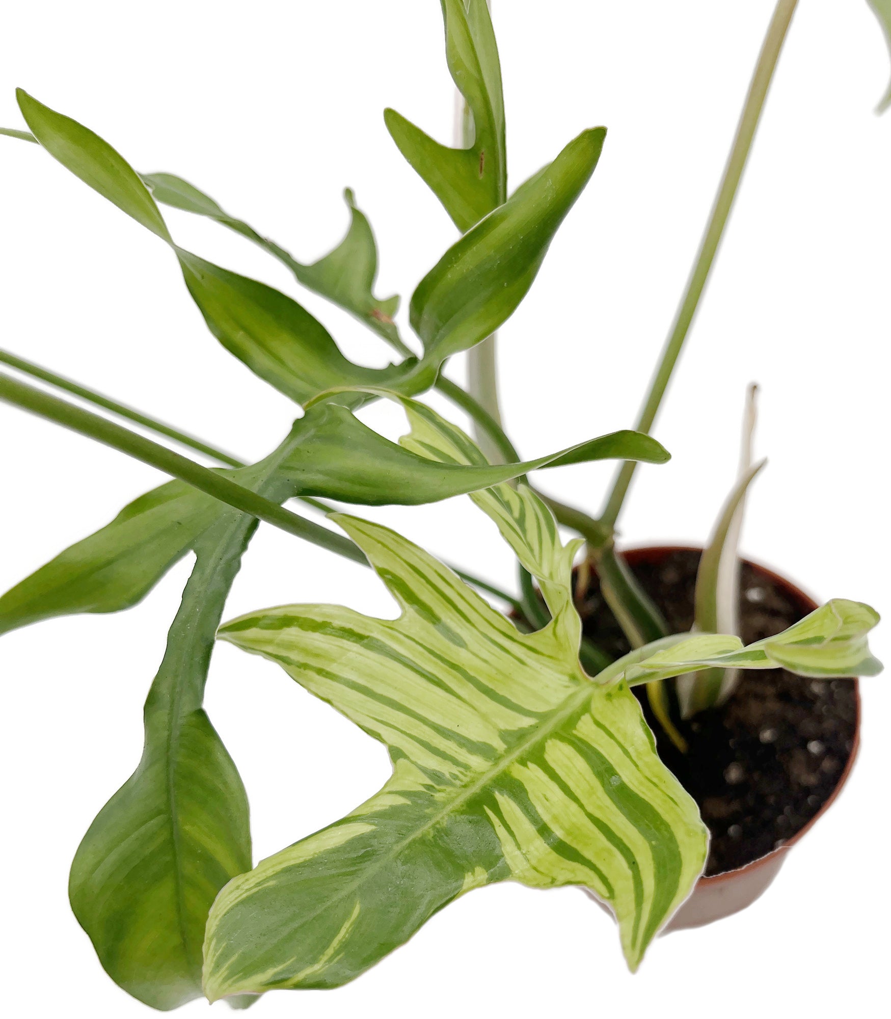 Philodendron selloum - Baum-Philodendron