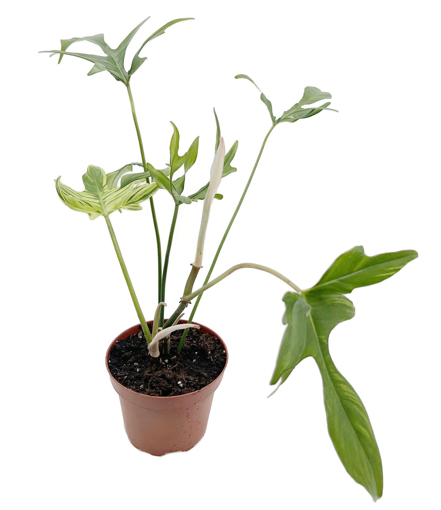 Philodendron selloum - Baum-Philodendron