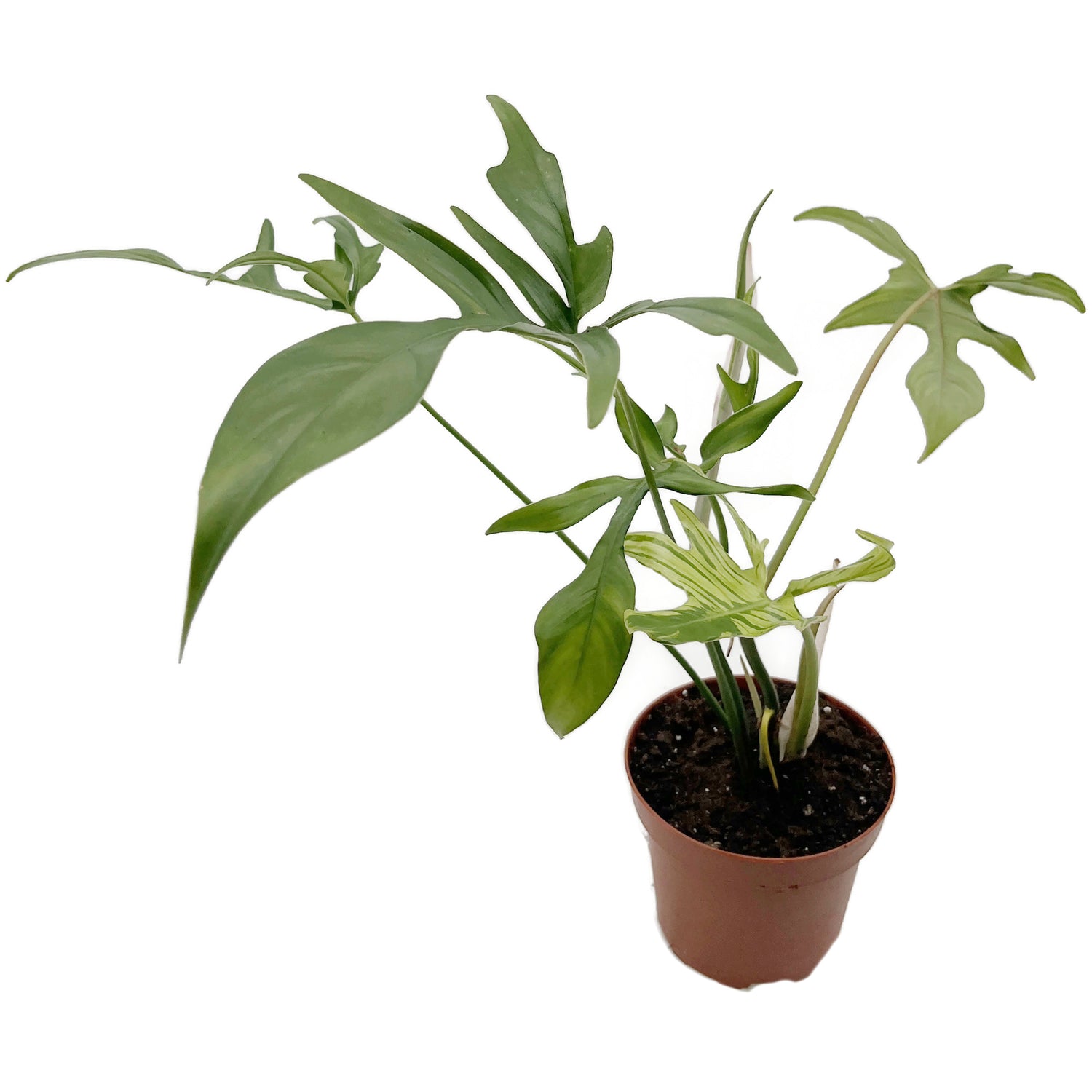 Philodendron selloum - Baum-Philodendron