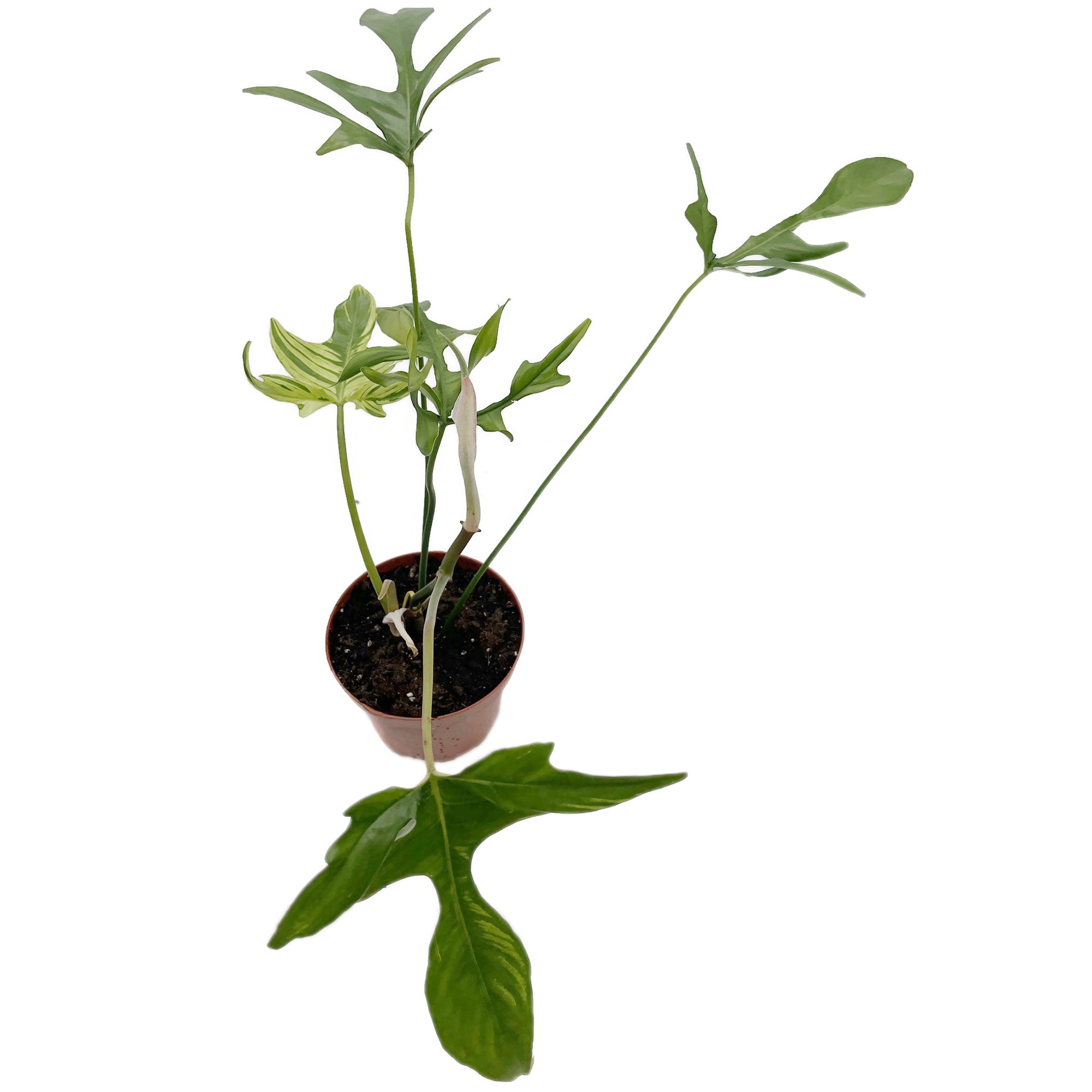 Philodendron selloum - Baum-Philodendron