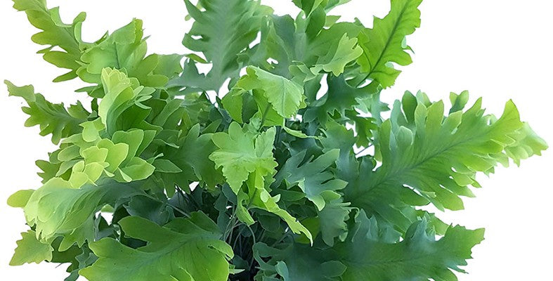 Phlebodium Aureum "Davana" - fransiger Goldtüpfelfarn