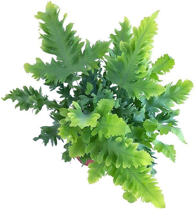 Phlebodium Aureum "Davana" - fransiger Goldtüpfelfarn