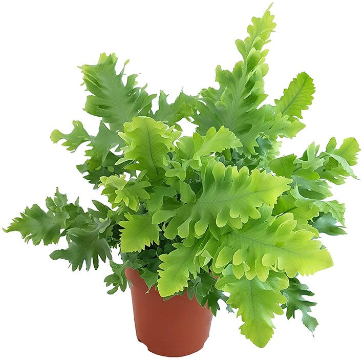 Phlebodium Aureum "Davana" - fransiger Goldtüpfelfarn