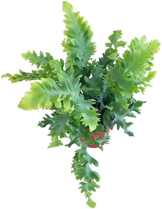 Phlebodium Aureum "Davana" - fransiger Goldtüpfelfarn