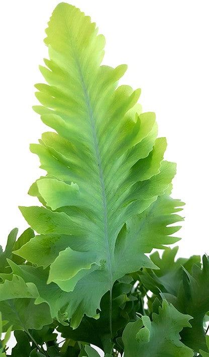 Phlebodium Aureum "Davana" - fransiger Goldtüpfelfarn