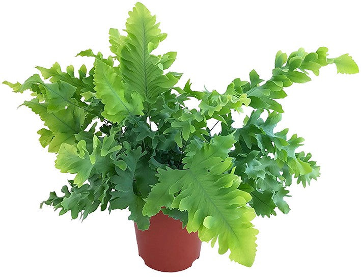 Phlebodium Aureum "Davana" - fransiger Goldtüpfelfarn