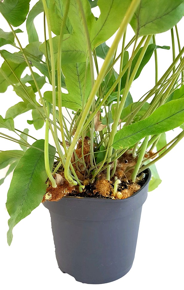 Phlebodium aureum "Blue Star" - Goldtüpfelfarn