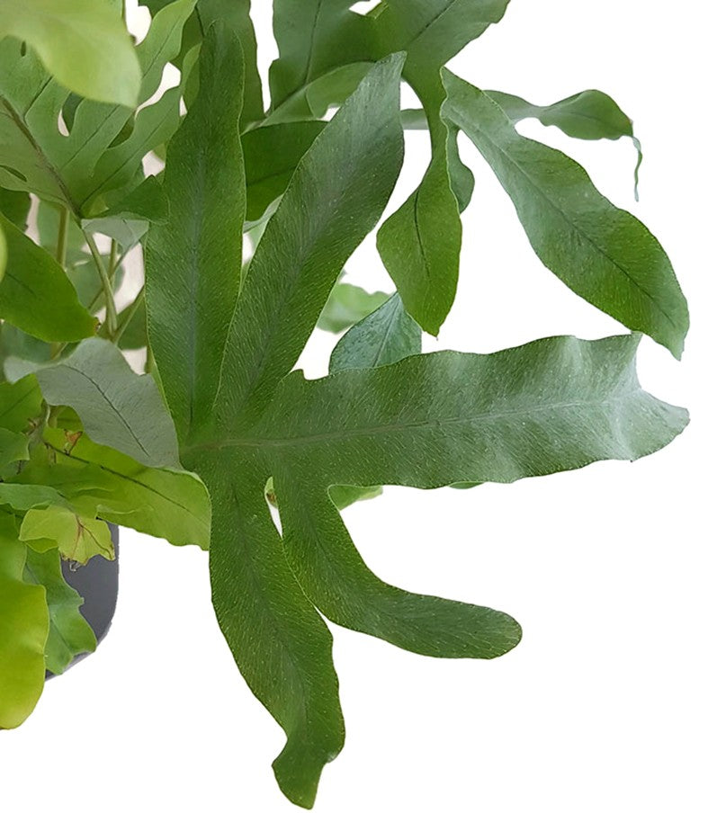 Phlebodium aureum "Blue Star" - Goldtüpfelfarn