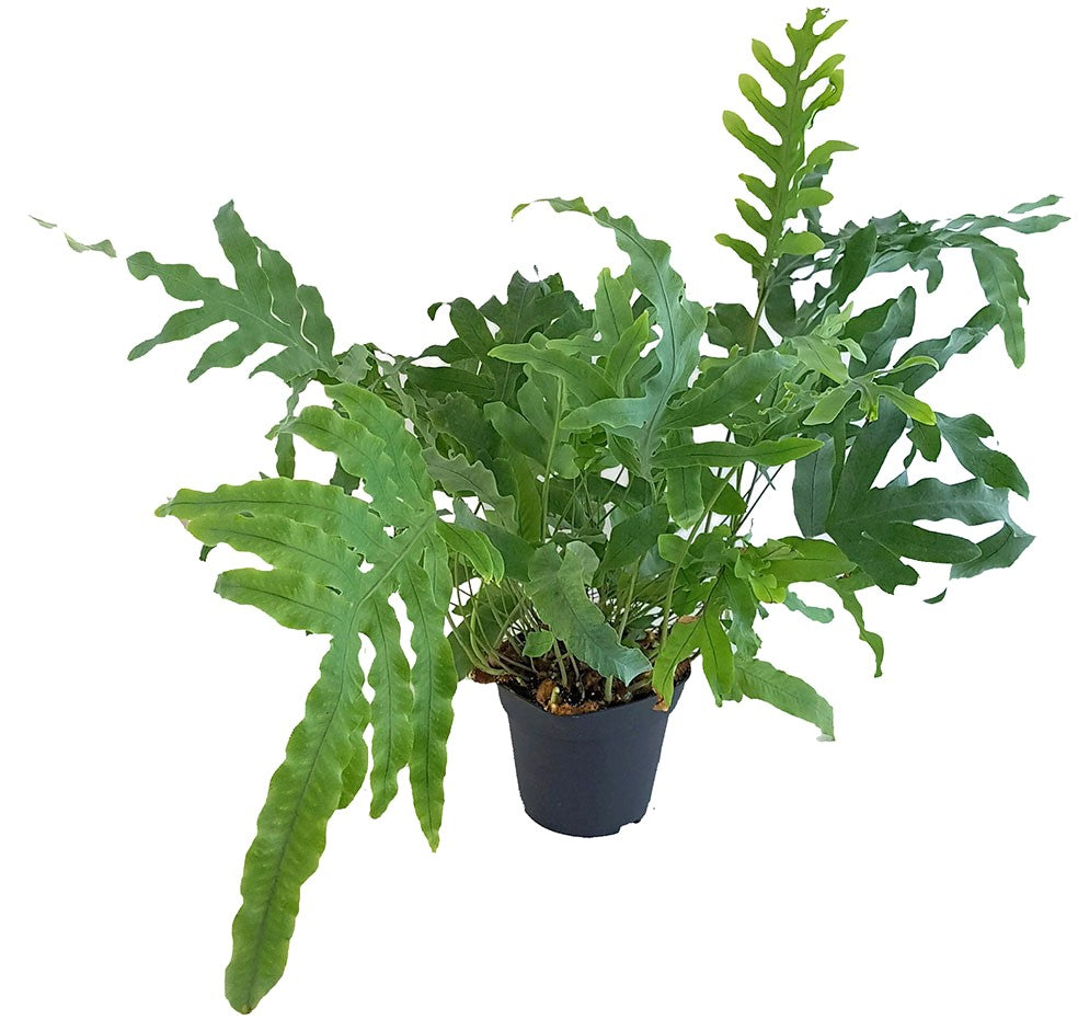 Phlebodium aureum "Blue Star" - Goldtüpfelfarn