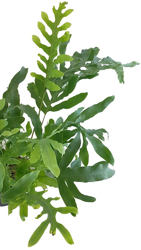 Phlebodium aureum "Blue Star" - Goldtüpfelfarn