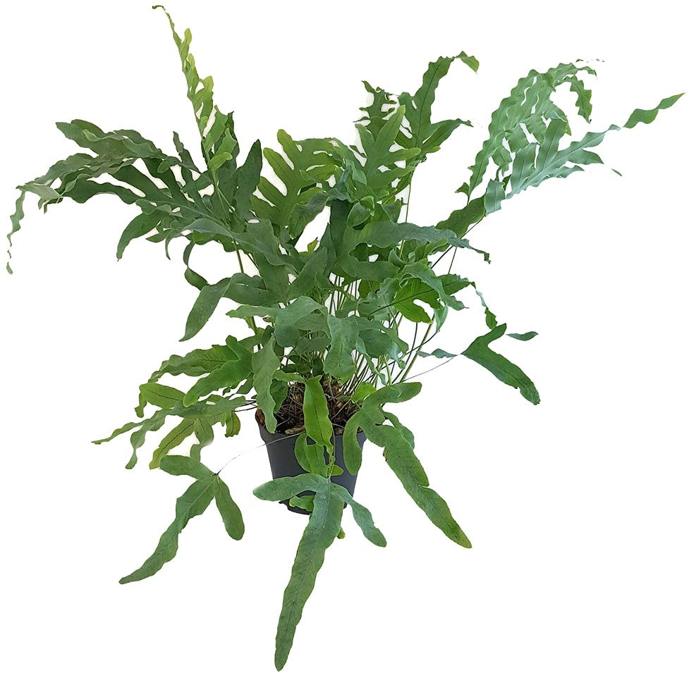 Phlebodium aureum "Blue Star" - Goldtüpfelfarn