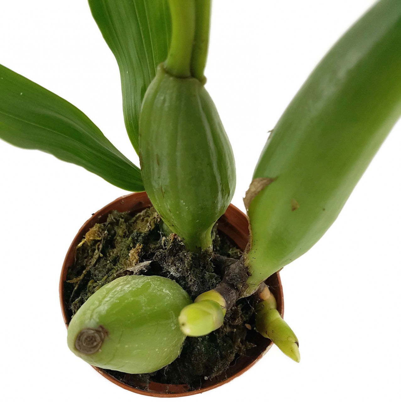 Pholidota chinensis - Orchidee