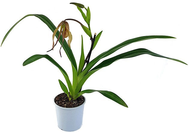 Phragmipedium Hybride "Dark Chocolate" - Fachkapselfrauenschuh