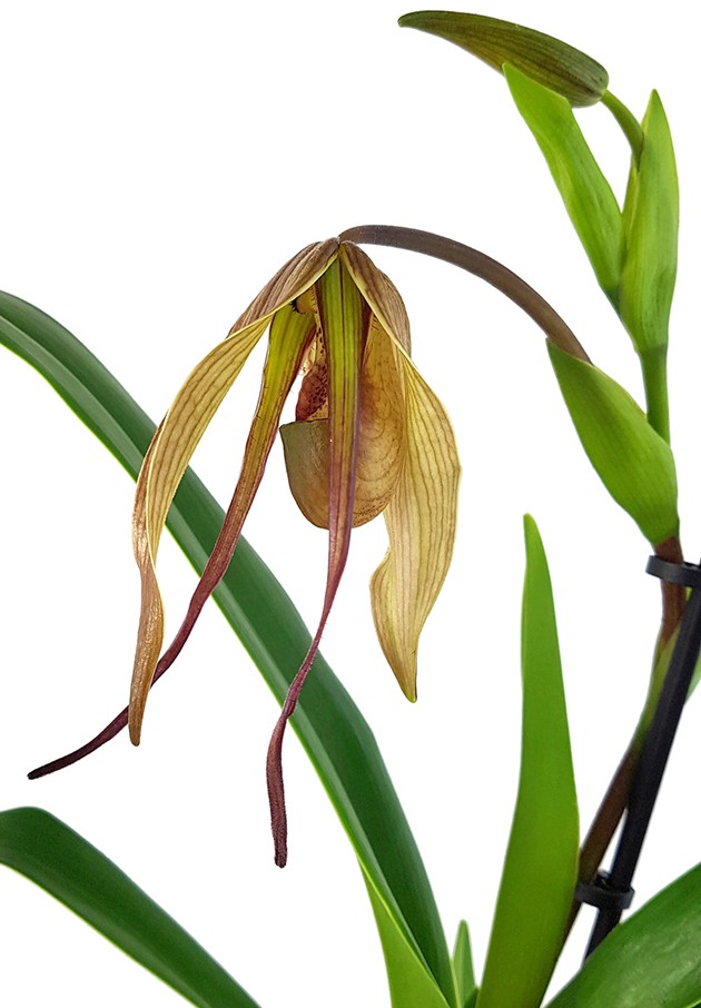 Phragmipedium Hybride "Dark Chocolate" - Fachkapselfrauenschuh