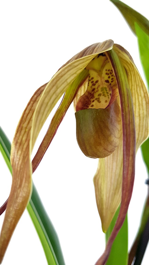 Phragmipedium Hybride "Dark Chocolate" - Fachkapselfrauenschuh