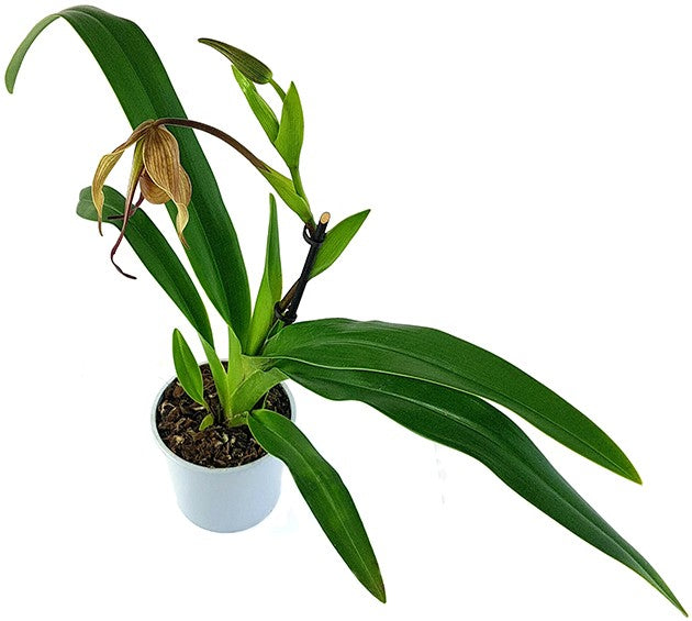 Phragmipedium Hybride "Dark Chocolate" - Fachkapselfrauenschuh