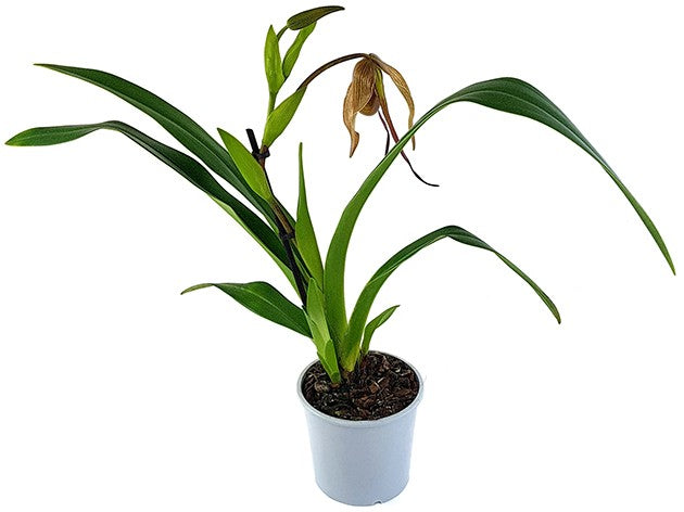 Phragmipedium Hybride "Dark Chocolate" - Fachkapselfrauenschuh