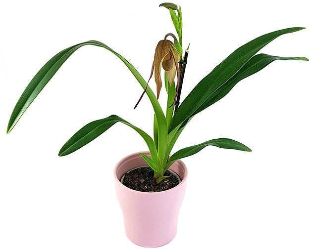 Phragmipedium Hybride "Dark Chocolate" - Fachkapselfrauenschuh