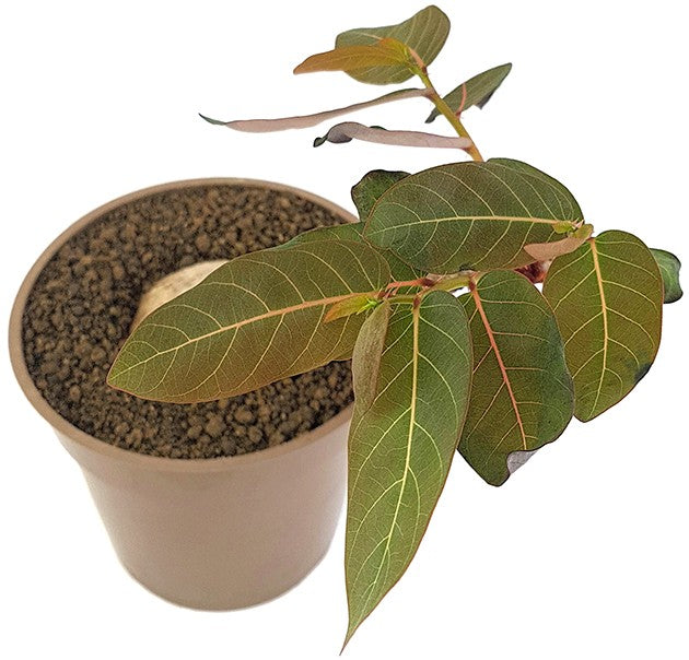 Phyllanthus mirabilis - seltene Caudexpflanze